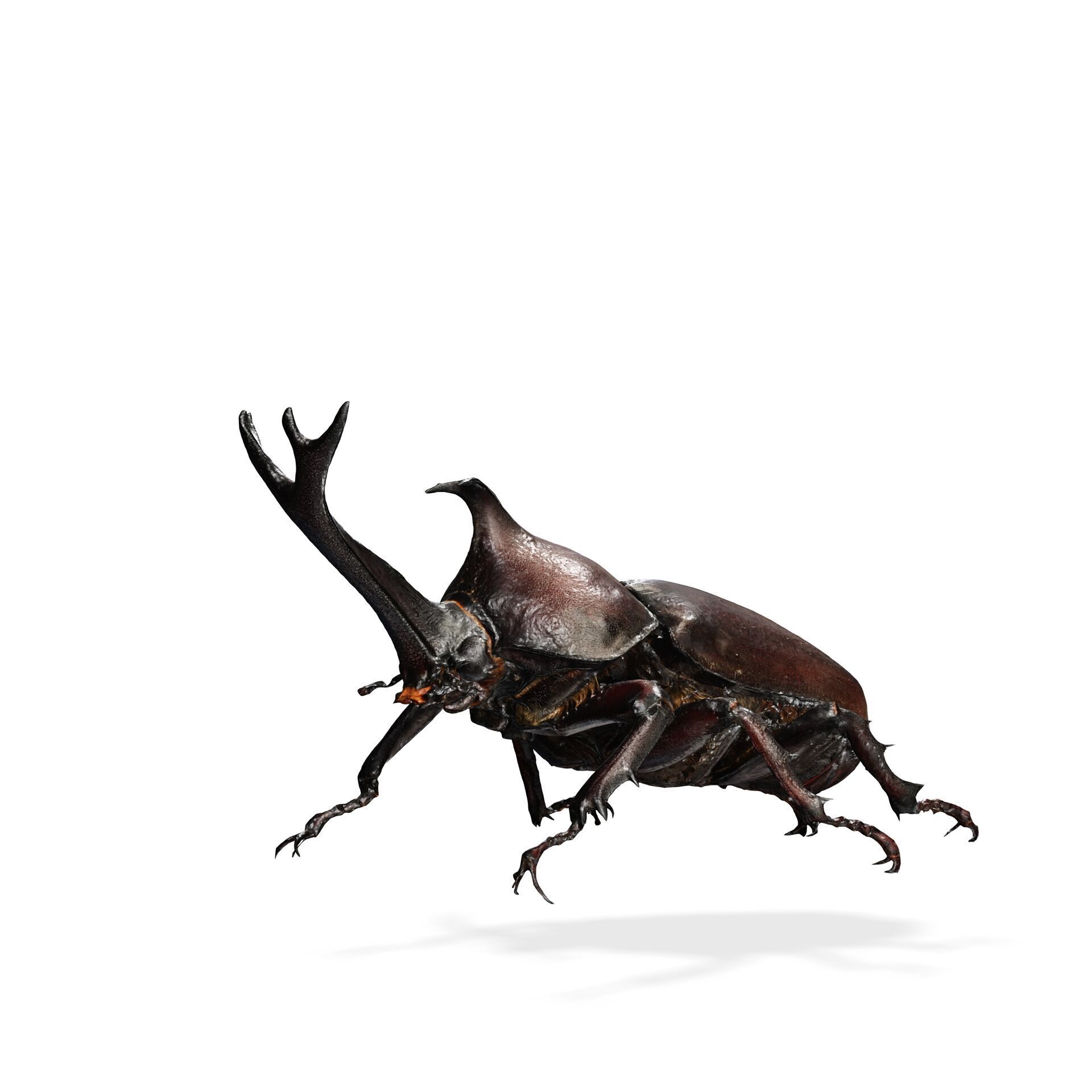 BEETLE INSECT ANIMAL ANT FOREST NATURE GRASS TREE GARDEN 3D print model_3