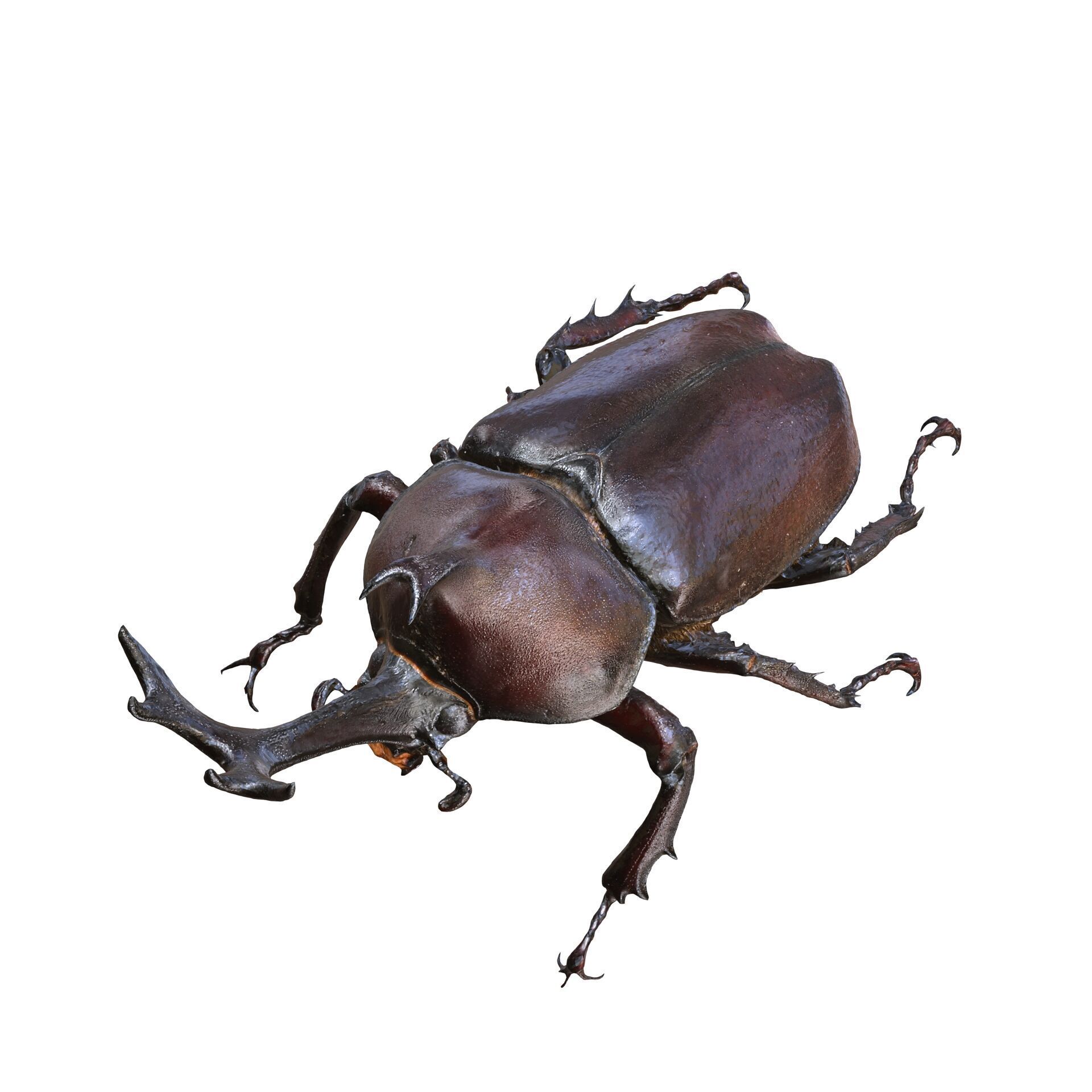 BEETLE INSECT ANIMAL ANT FOREST NATURE GRASS TREE GARDEN 3D print model_1