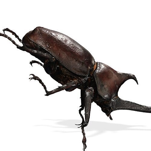 BEETLE INSECT ANIMAL ANT FOREST NATURE GRASS TREE GARDEN 3D print model
