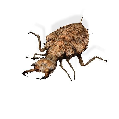 IKISHIMA INSECT TERMITE ANT WOOD BEETLE 3D print model