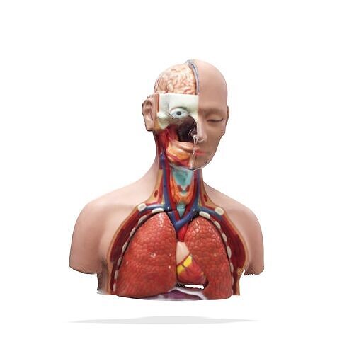ANATOMY MUSCLES MOUTH CIRCULATORY SYSTEM  Free 3D print model
