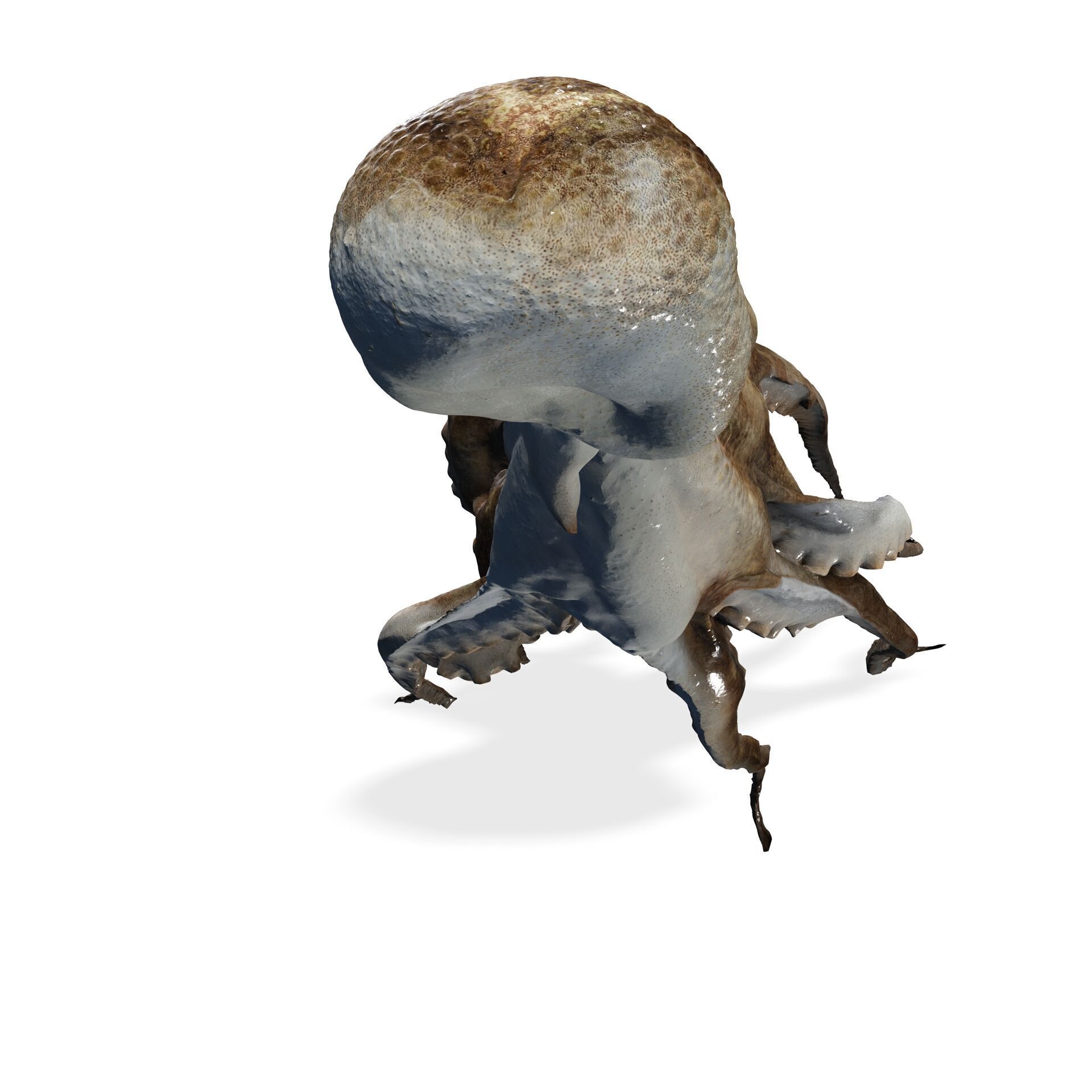SQUID FISH Webfoot Octopus Octopus Ocellatus OCEAN 3D print model_2