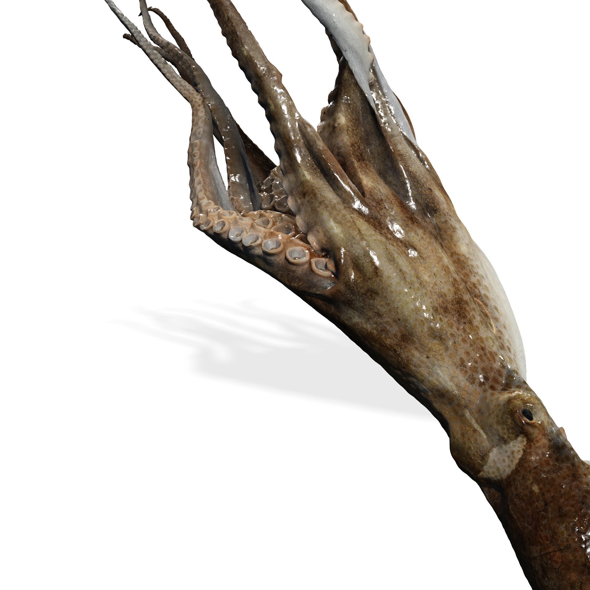 SQUID FISH Webfoot Octopus Octopus Ocellatus OCEAN 3D print model_7