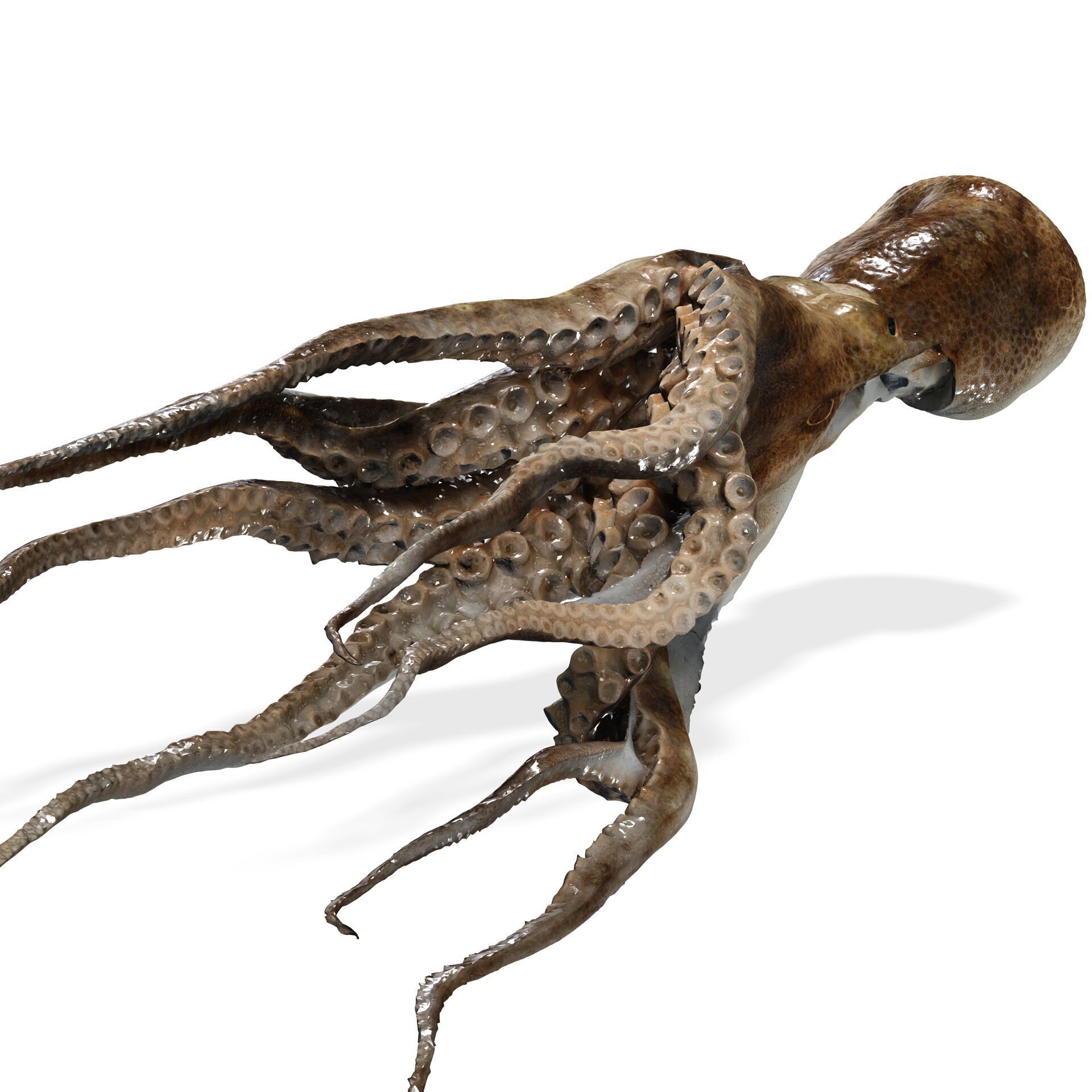 SQUID FISH Webfoot Octopus Octopus Ocellatus OCEAN 3D print model_6