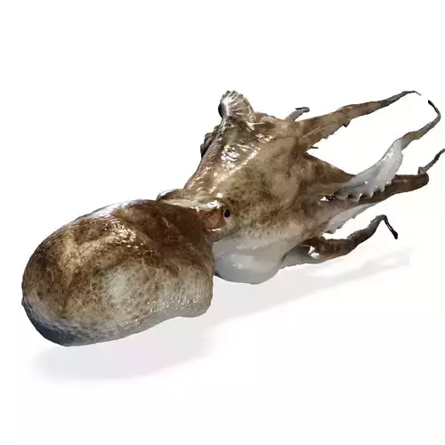 SQUID FISH Webfoot Octopus Octopus Ocellatus OCEAN 3D print model