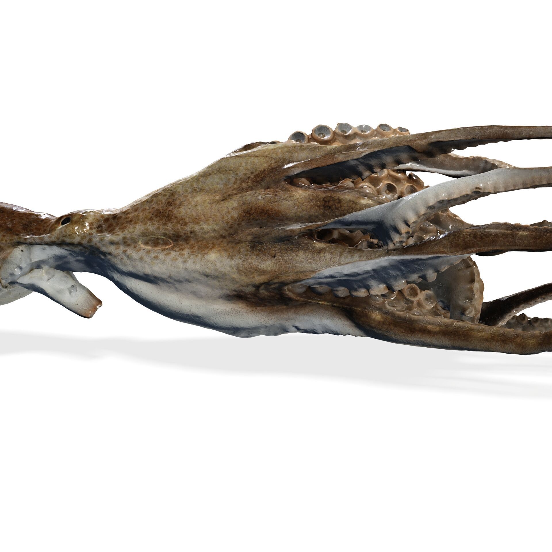 SQUID FISH Webfoot Octopus Octopus Ocellatus OCEAN 3D print model_4