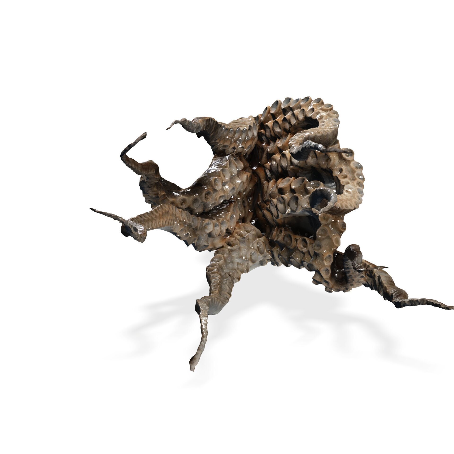 SQUID FISH Webfoot Octopus Octopus Ocellatus OCEAN 3D print model_5