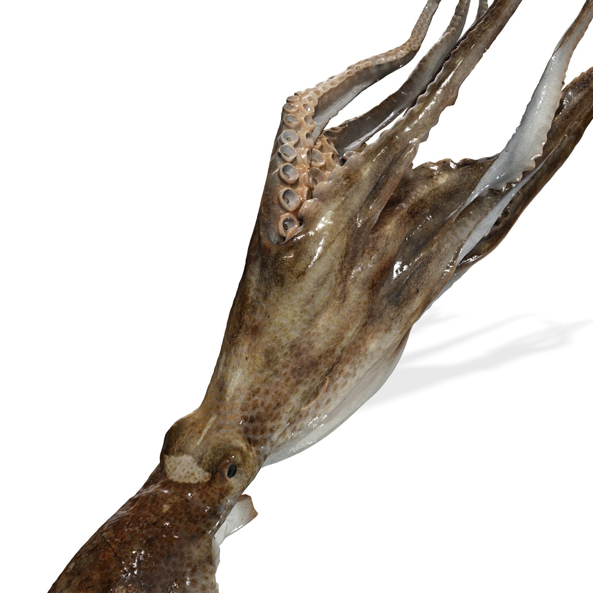 SQUID FISH Webfoot Octopus Octopus Ocellatus OCEAN 3D print model_3