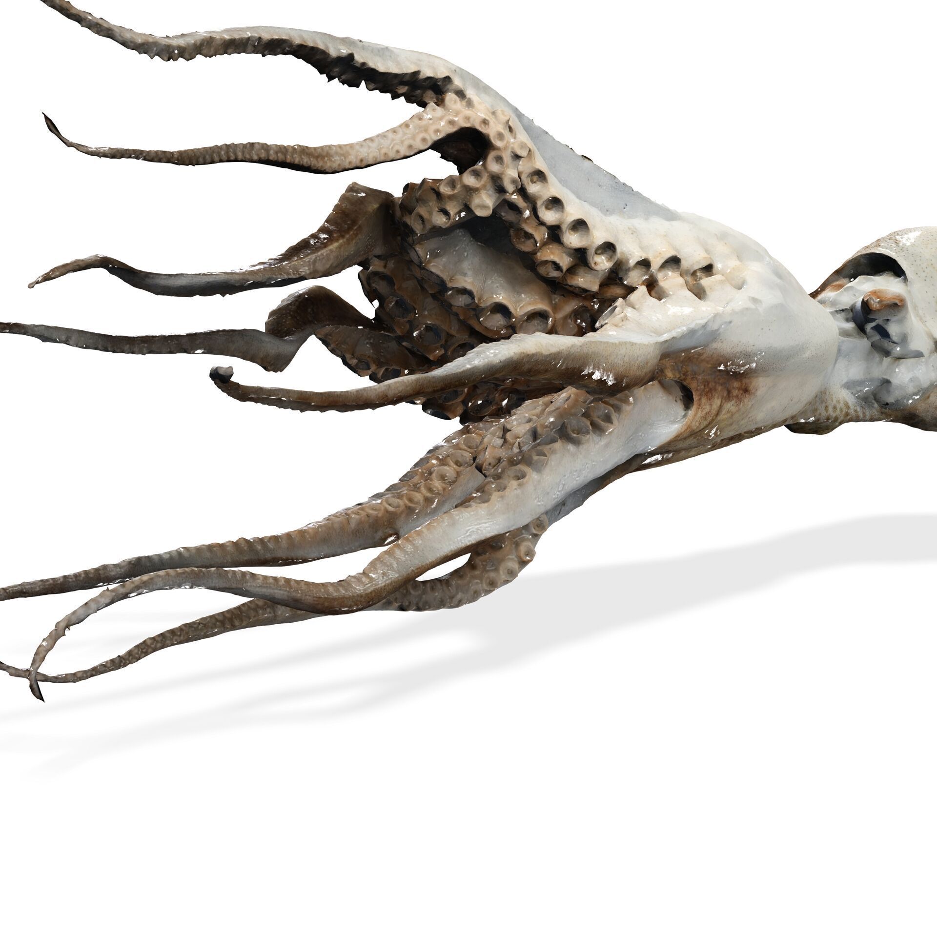 SQUID FISH Webfoot Octopus Octopus Ocellatus OCEAN 3D print model_1