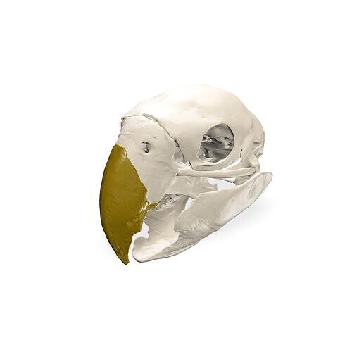PARROT SKULL ANATOMY BEAK SKELETON EYES 3D print model