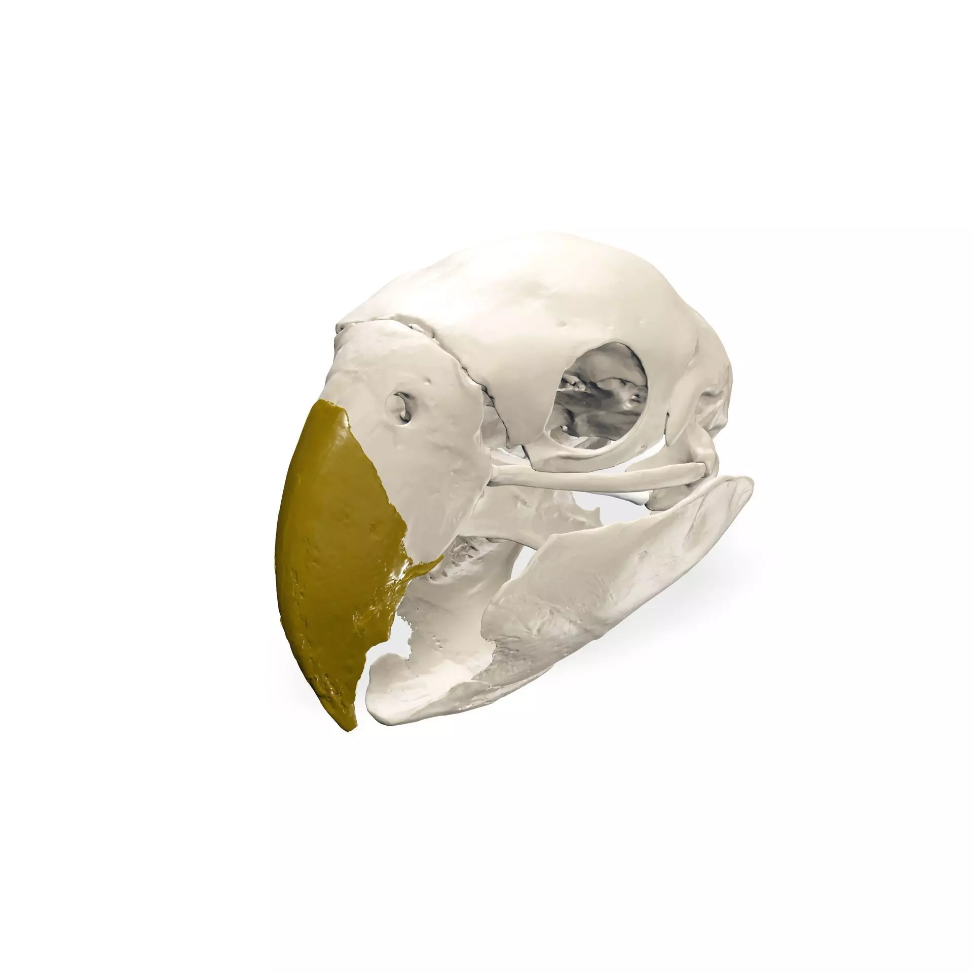 PARROT SKULL ANATOMY BEAK SKELETON EYES 3D print model
