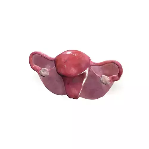 Uterus ANATOMY WOMAN FEMALE HUMAN REPRODUCTIVE