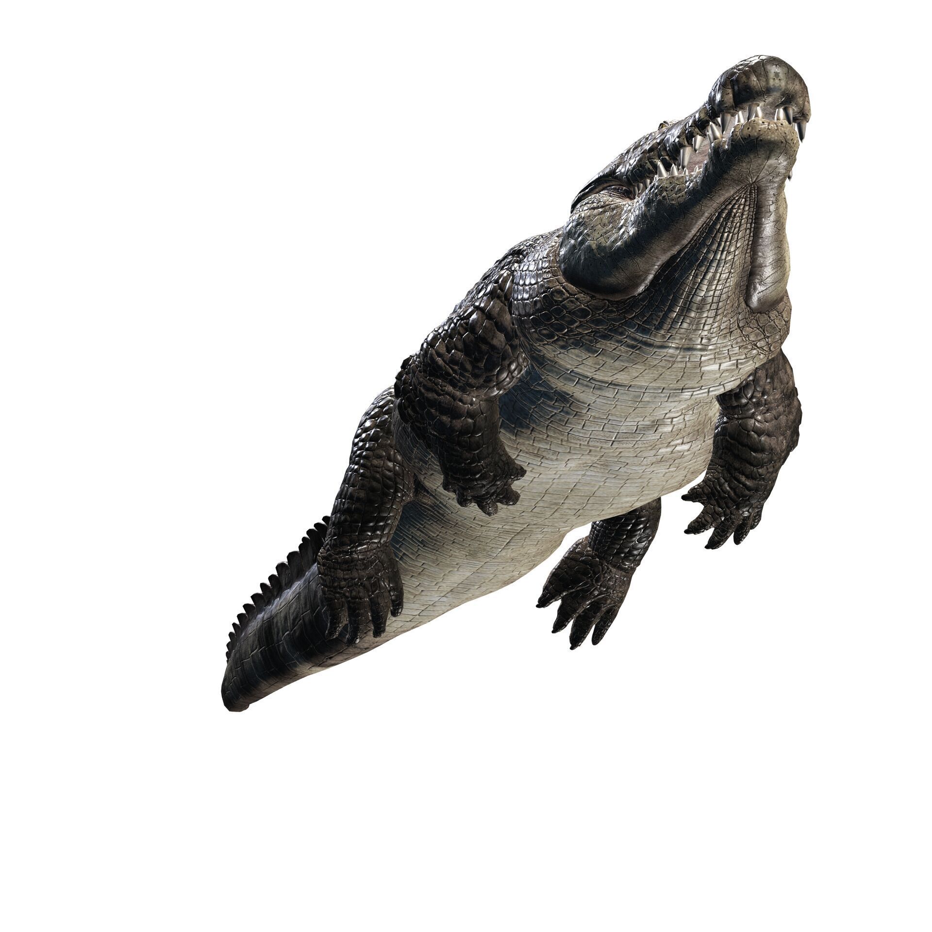 Crocodile RIGGED ALLIGATOR 3D PRINTABLE LIZARD Low-poly 3D model_3