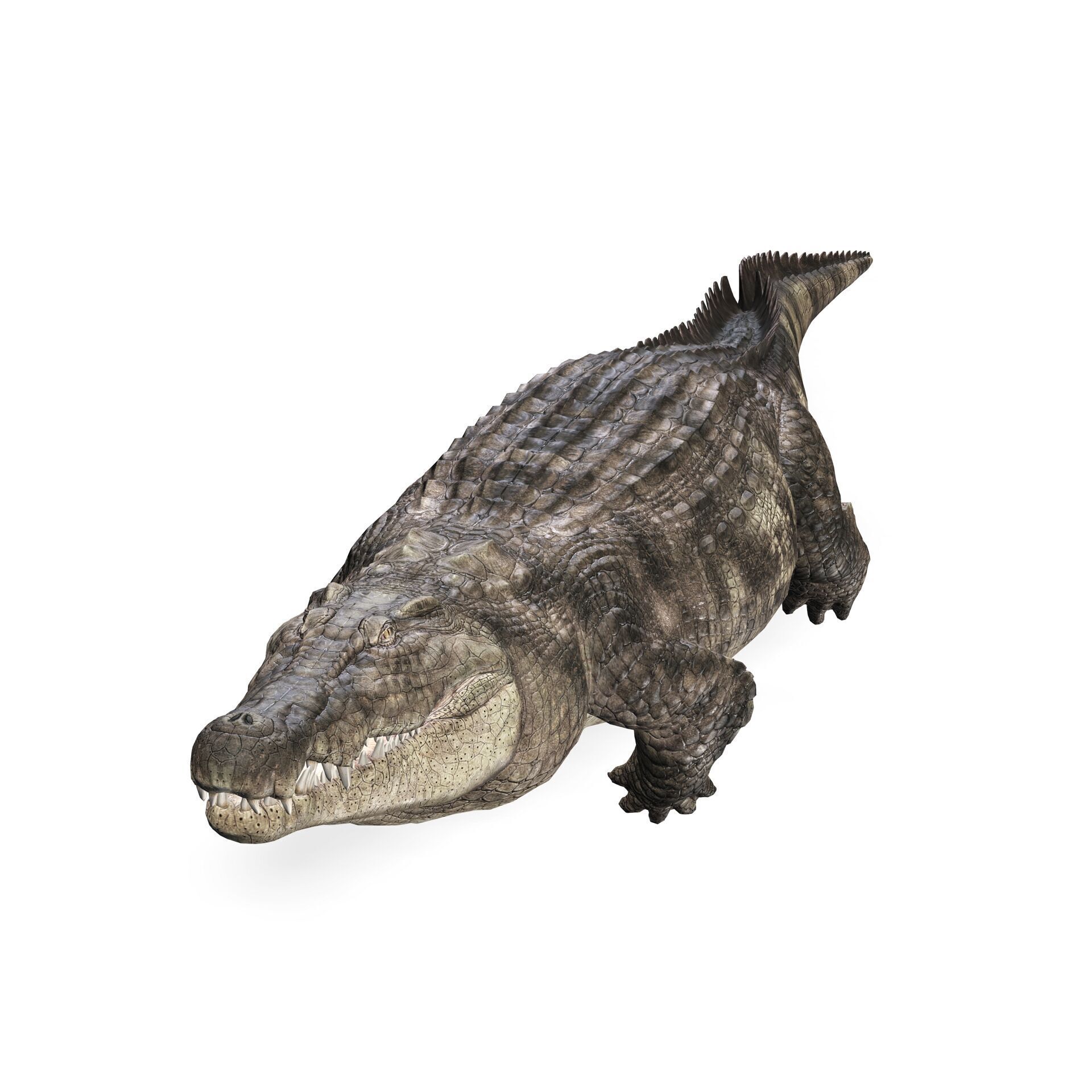 Crocodile RIGGED ALLIGATOR 3D PRINTABLE LIZARD Low-poly 3D model_2