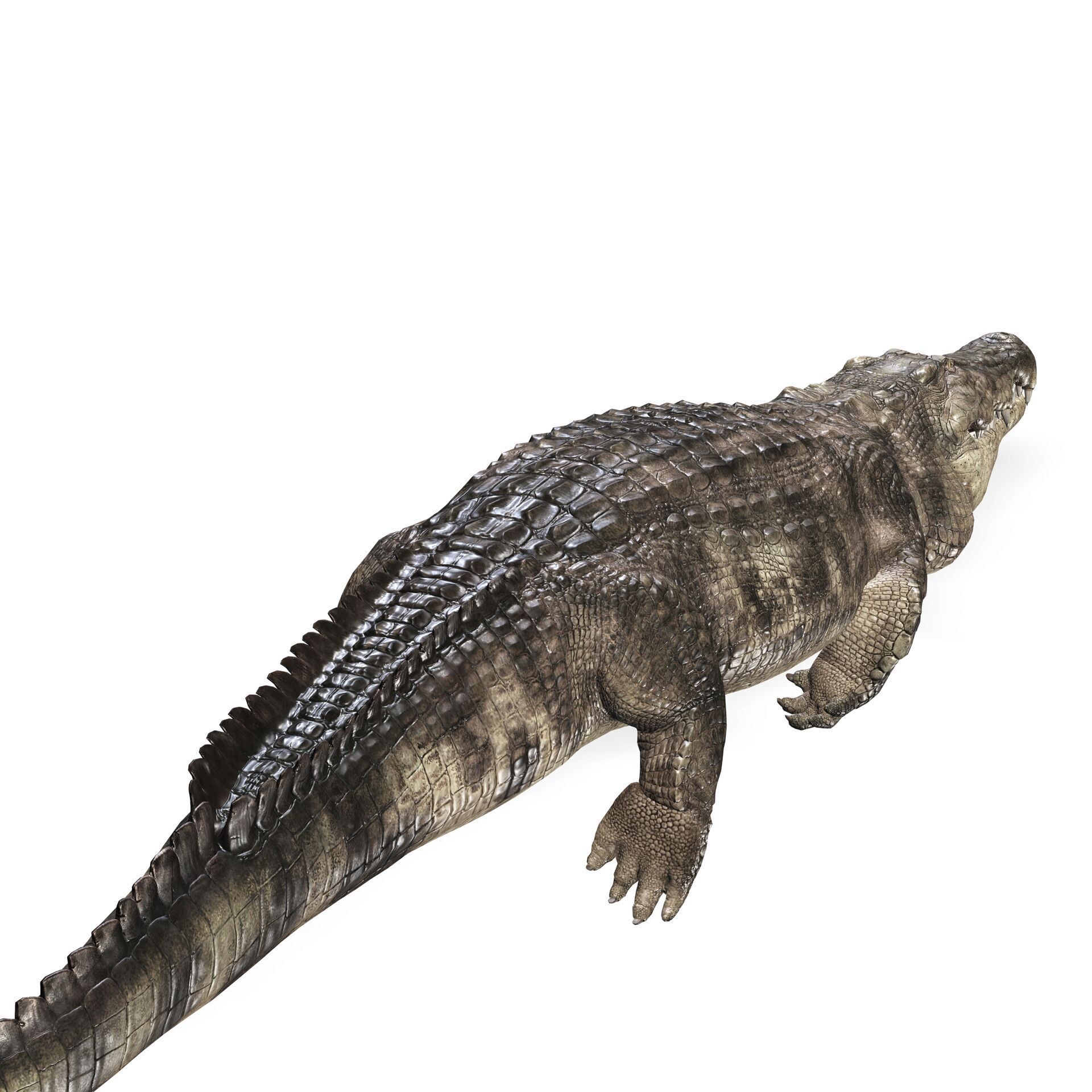 Crocodile RIGGED ALLIGATOR 3D PRINTABLE LIZARD Low-poly 3D model_5