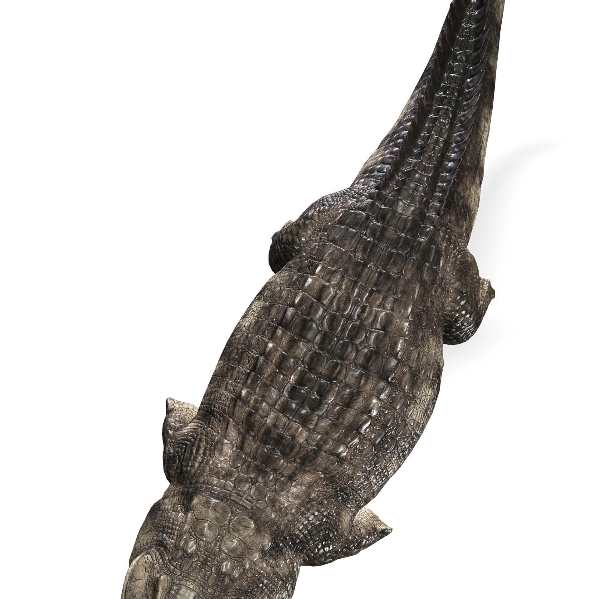 Crocodile RIGGED ALLIGATOR 3D PRINTABLE LIZARD Low-poly 3D model_6