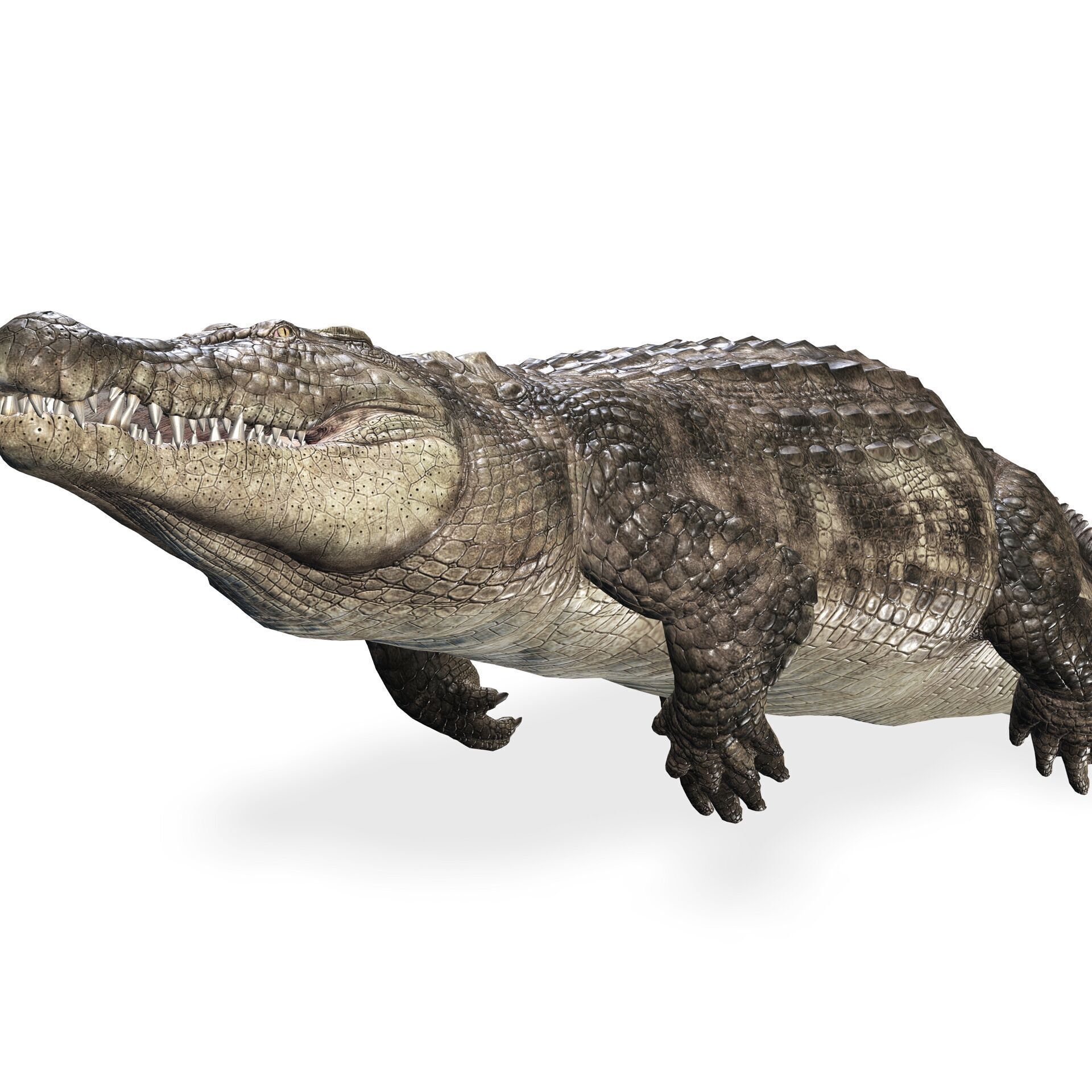 Crocodile RIGGED ALLIGATOR 3D PRINTABLE LIZARD Low-poly 3D model_7