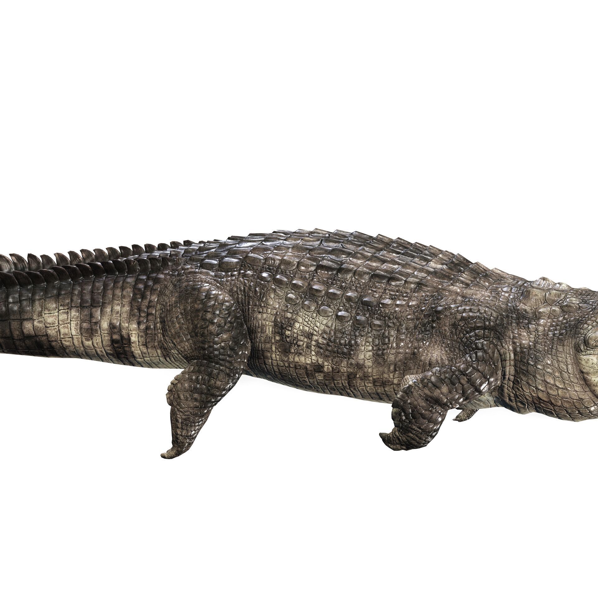 Crocodile RIGGED ALLIGATOR 3D PRINTABLE LIZARD Low-poly 3D model_4