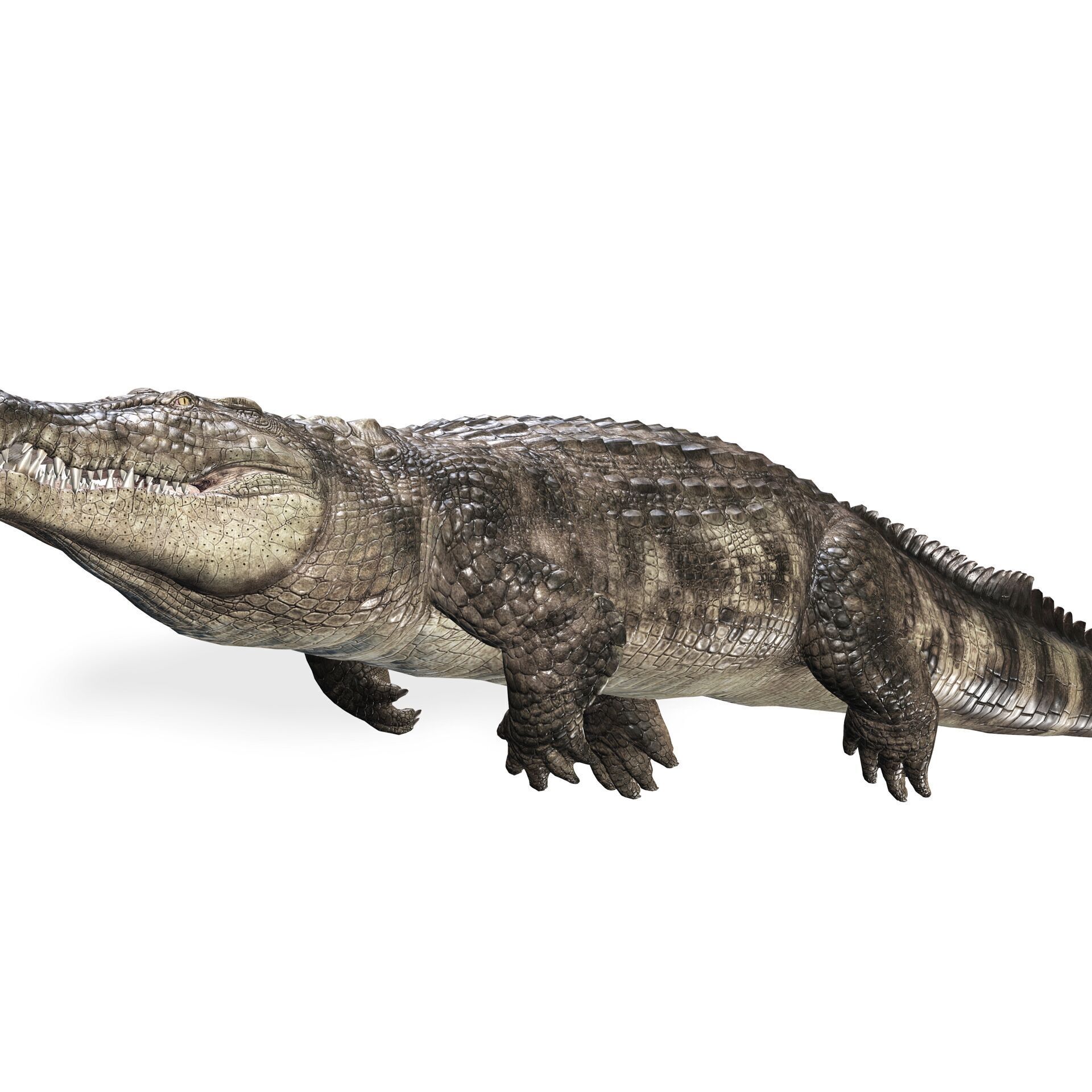 Crocodile RIGGED ALLIGATOR 3D PRINTABLE LIZARD Low-poly 3D model_1