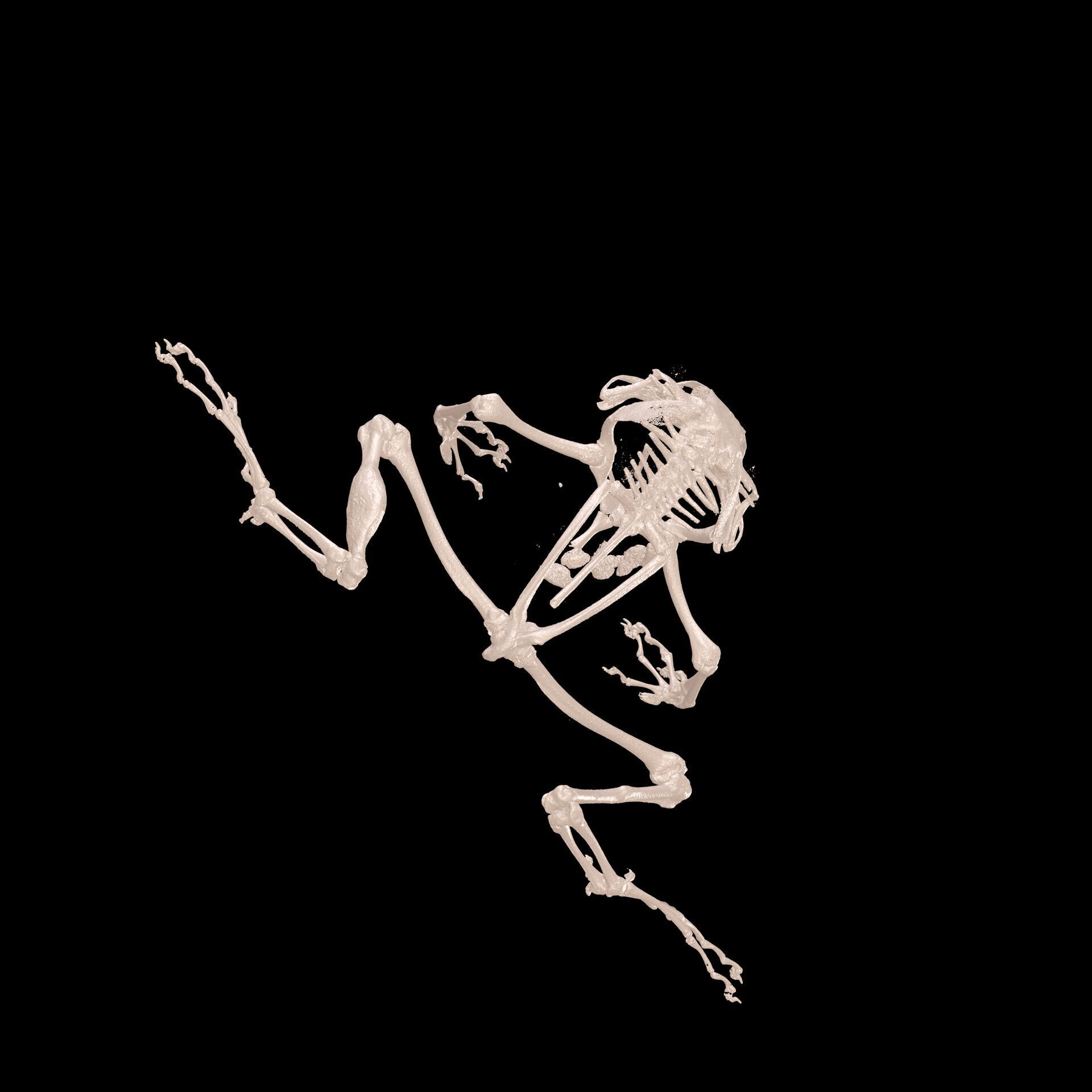 FROG RADIOGRAPHY SKELETON PELVIS SKULL BONE 3D print model_4