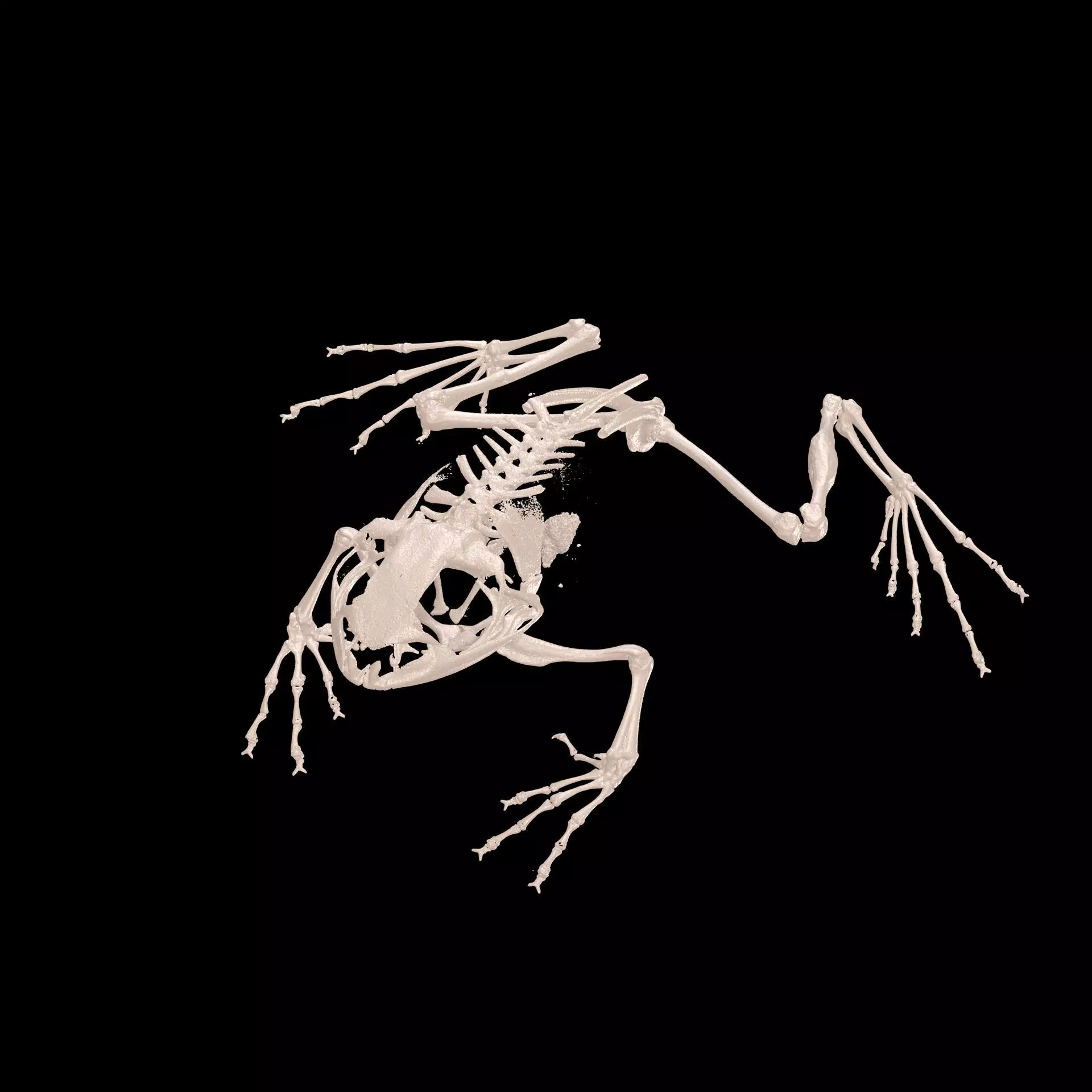 FROG RADIOGRAPHY SKELETON PELVIS SKULL BONE 3D print model_0