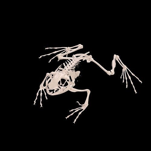 FROG RADIOGRAPHY SKELETON PELVIS SKULL BONE 3D print model