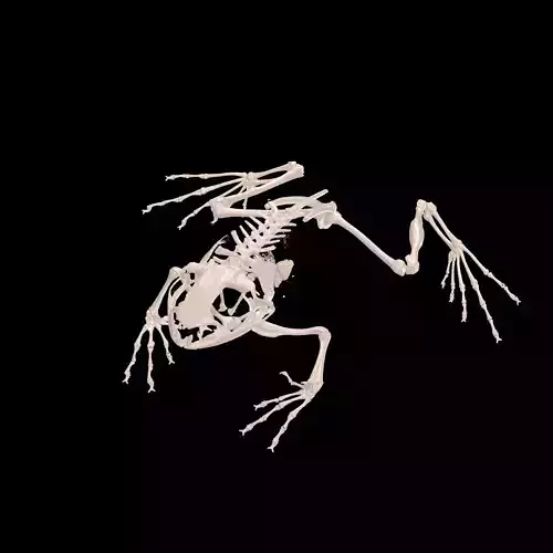 FROG RADIOGRAPHY SKELETON PELVIS SKULL BONE 3D print model
