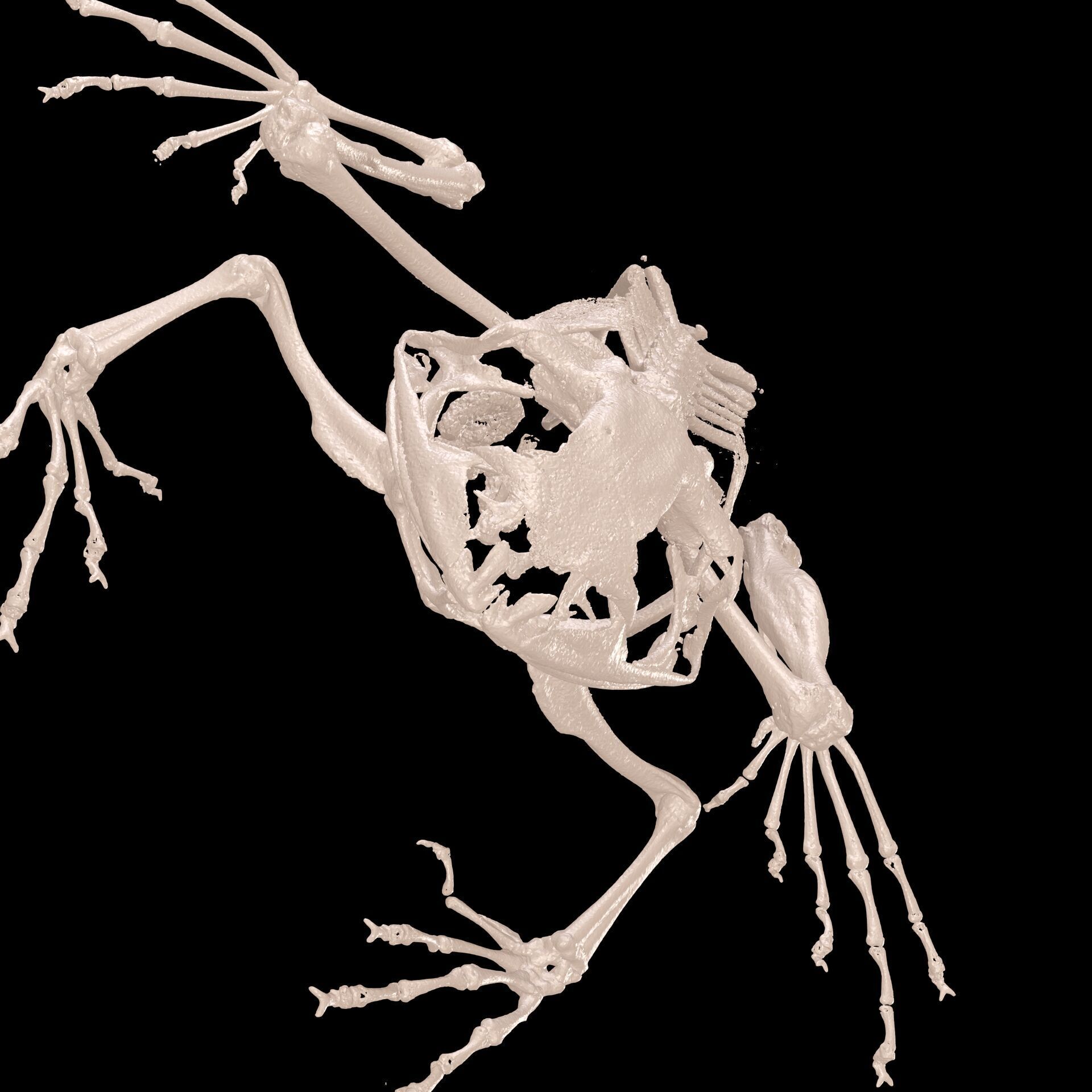 FROG RADIOGRAPHY SKELETON PELVIS SKULL BONE 3D print model_6