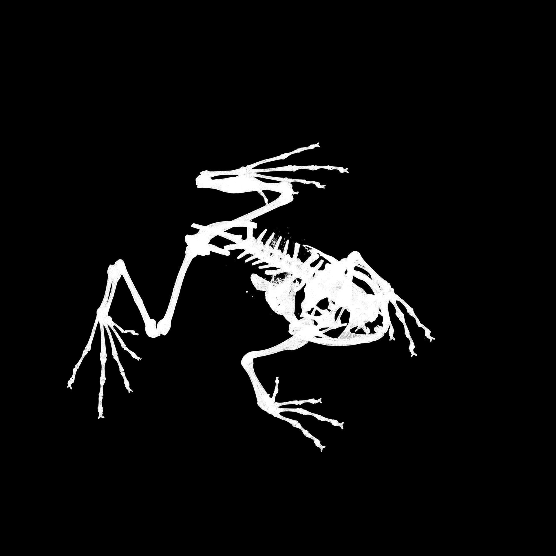 FROG RADIOGRAPHY SKELETON PELVIS SKULL BONE 3D print model_7