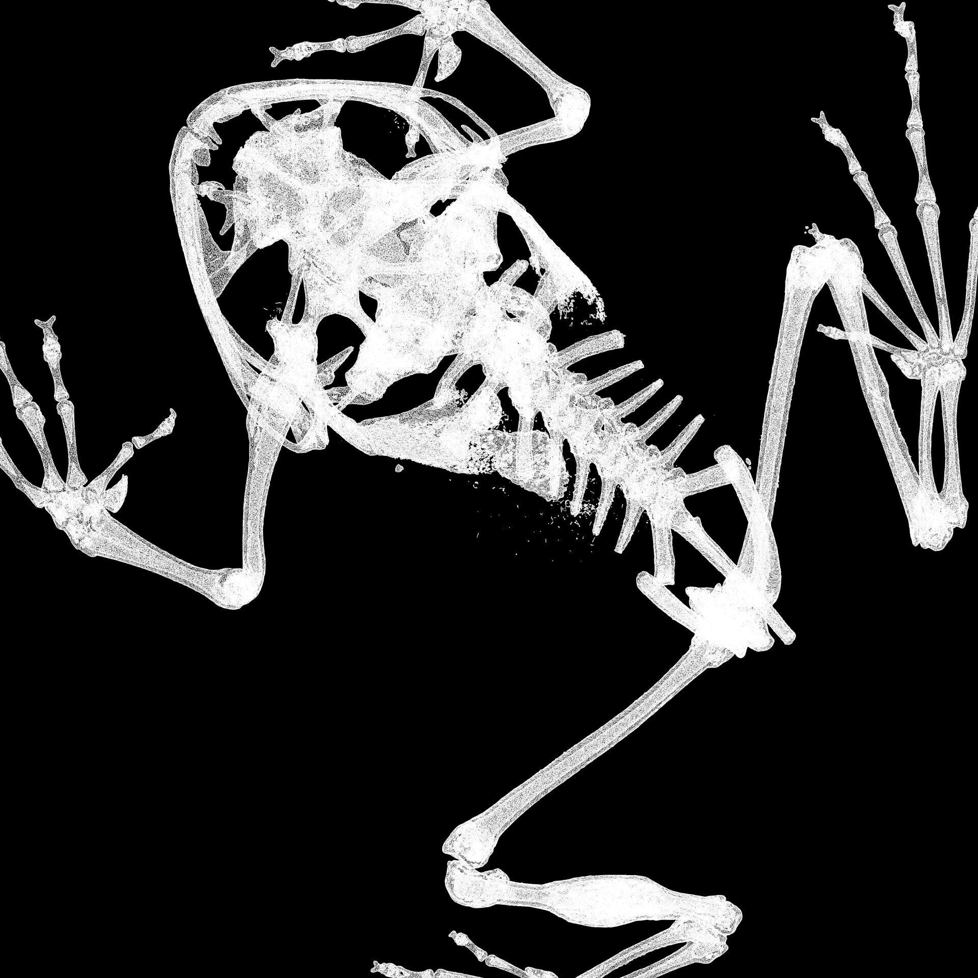 FROG RADIOGRAPHY SKELETON PELVIS SKULL BONE 3D print model_2