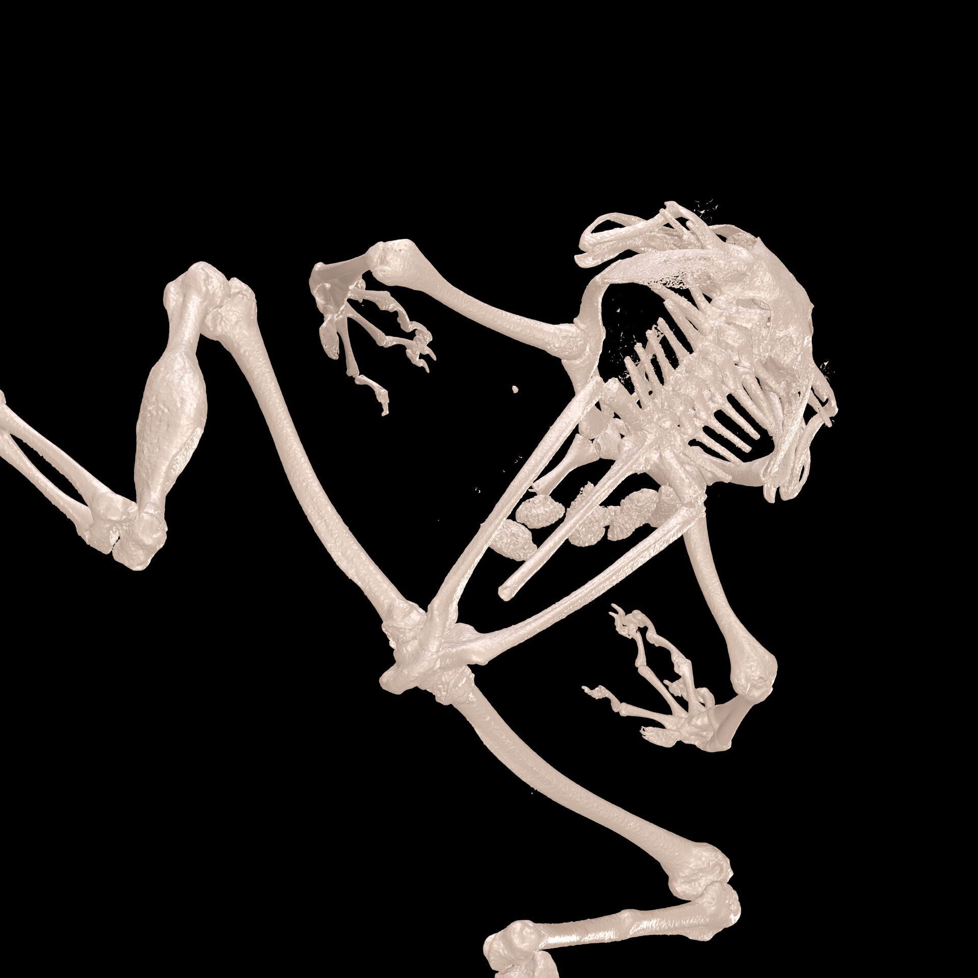 FROG RADIOGRAPHY SKELETON PELVIS SKULL BONE 3D print model_5