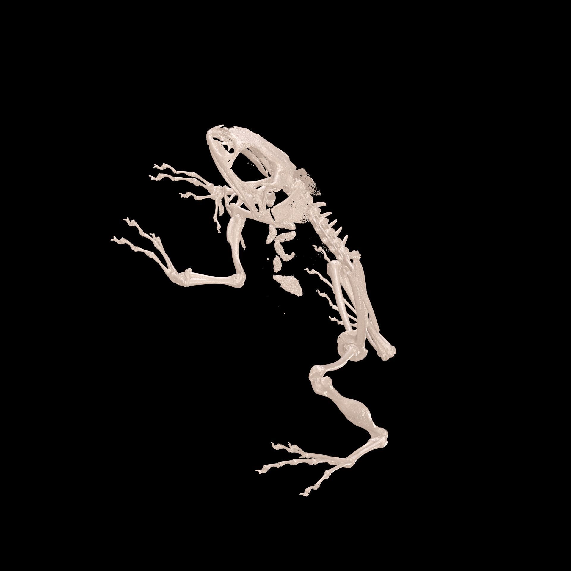 FROG RADIOGRAPHY SKELETON PELVIS SKULL BONE 3D print model_3