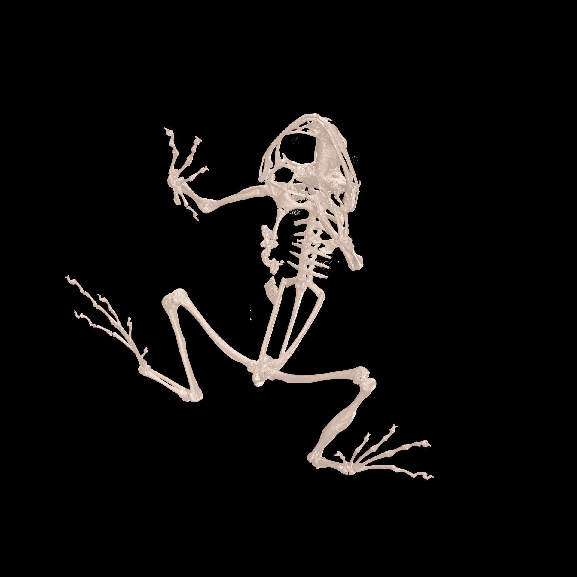 FROG RADIOGRAPHY SKELETON PELVIS SKULL BONE 3D print model_1