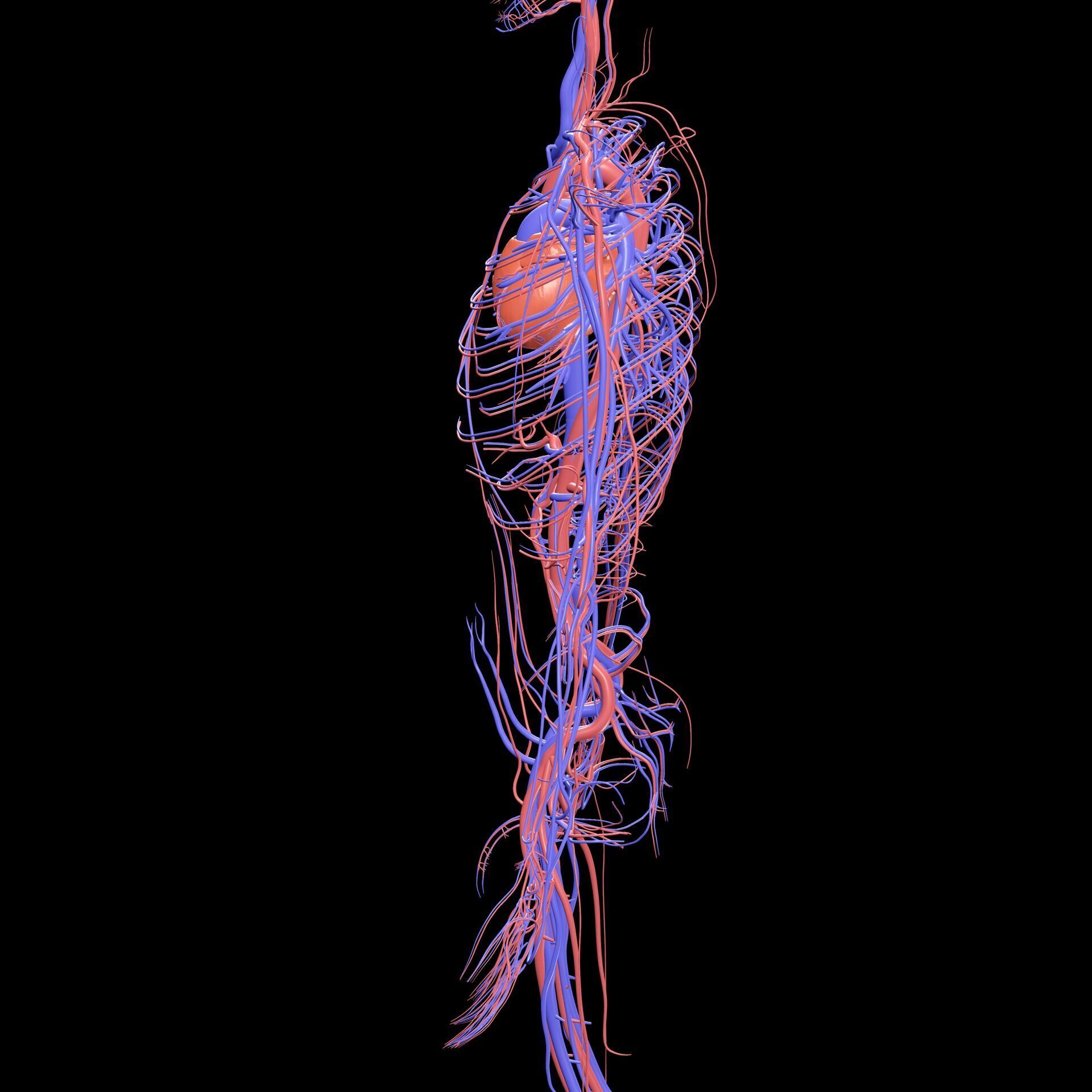 Vertebral Vein Bezier Curve NERVOUS SYSTEM ANATOMY 3D print model_9