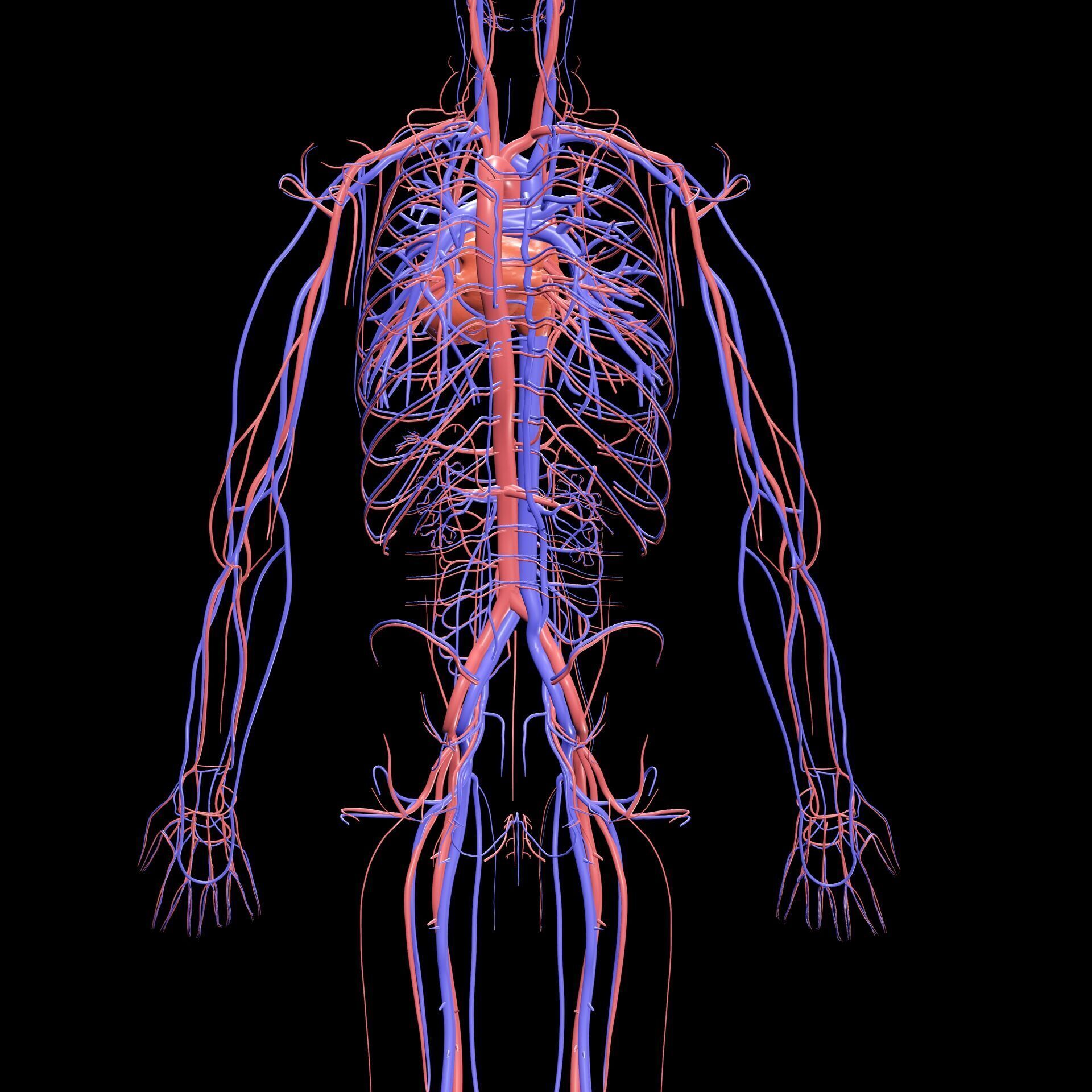 Vertebral Vein Bezier Curve NERVOUS SYSTEM ANATOMY 3D print model_2