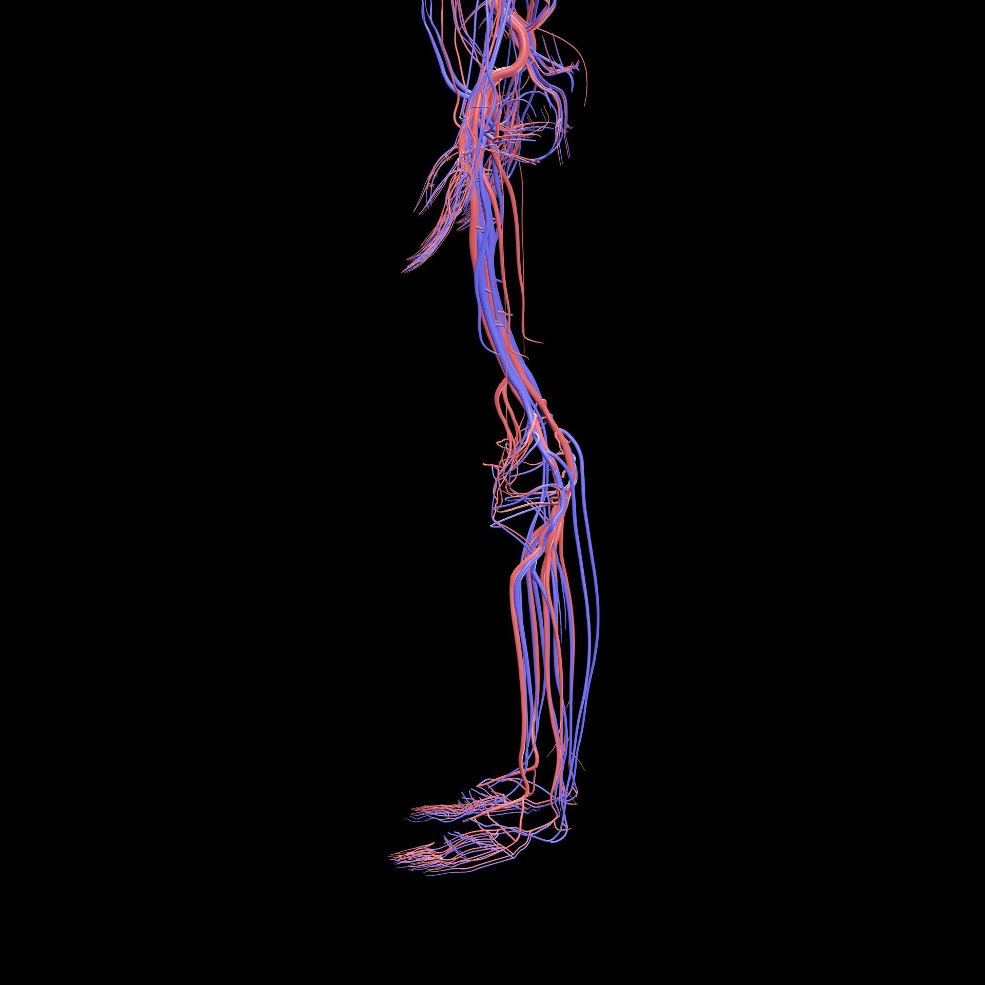Vertebral Vein Bezier Curve NERVOUS SYSTEM ANATOMY 3D print model_6