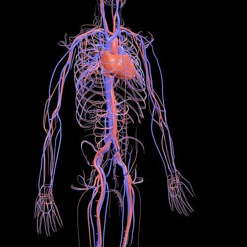 Vertebral Vein Bezier Curve NERVOUS SYSTEM ANATOMY 3D print model