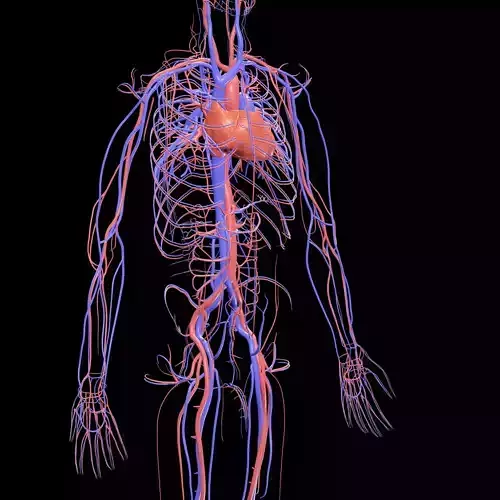 Vertebral Vein Bezier Curve NERVOUS SYSTEM ANATOMY