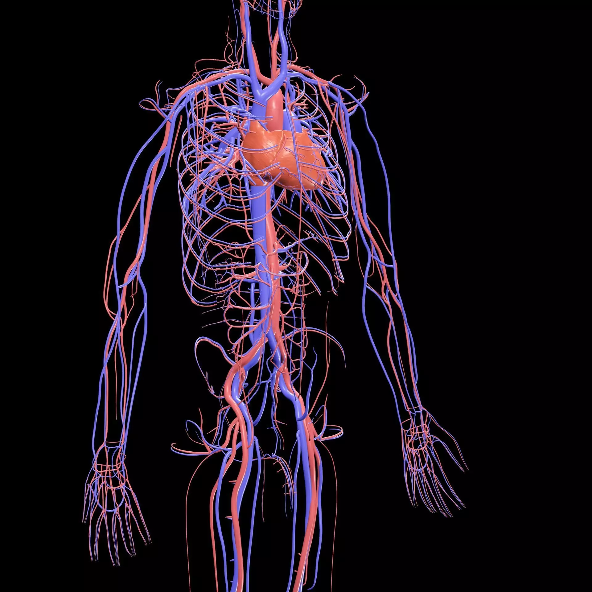 Vertebral Vein Bezier Curve NERVOUS SYSTEM ANATOMY 3D print model_0