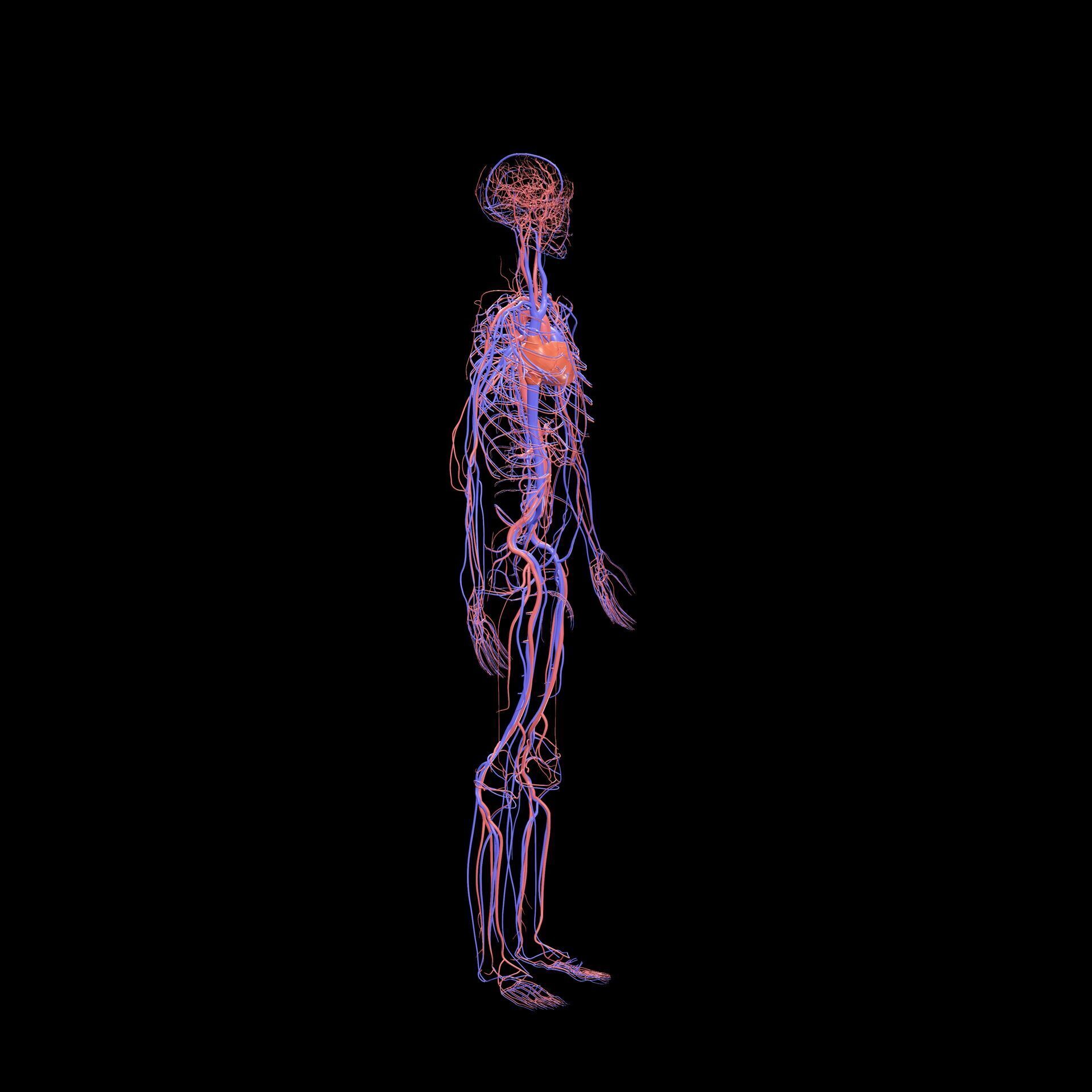 Vertebral Vein Bezier Curve NERVOUS SYSTEM ANATOMY 3D print model_5