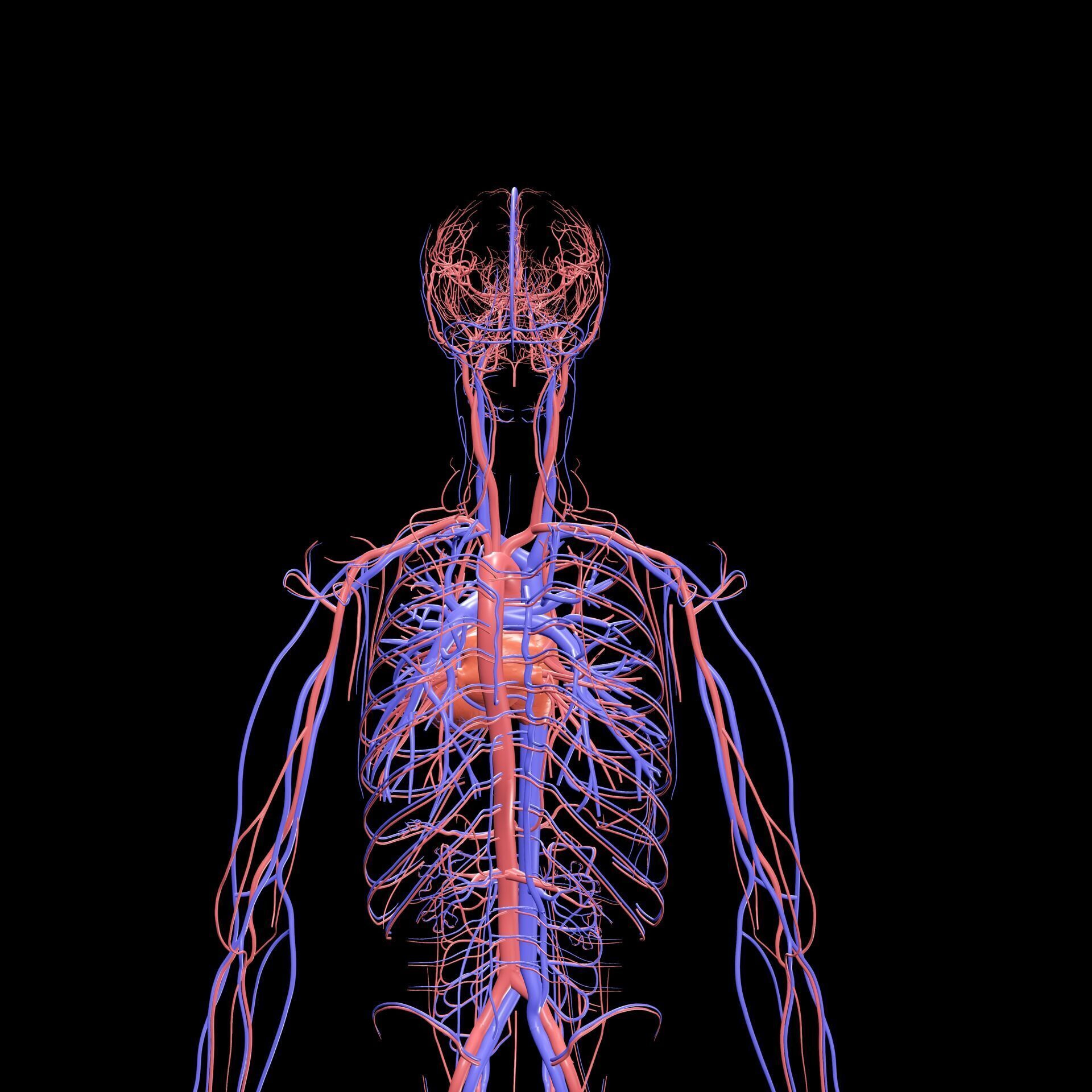 Vertebral Vein Bezier Curve NERVOUS SYSTEM ANATOMY 3D print model_3