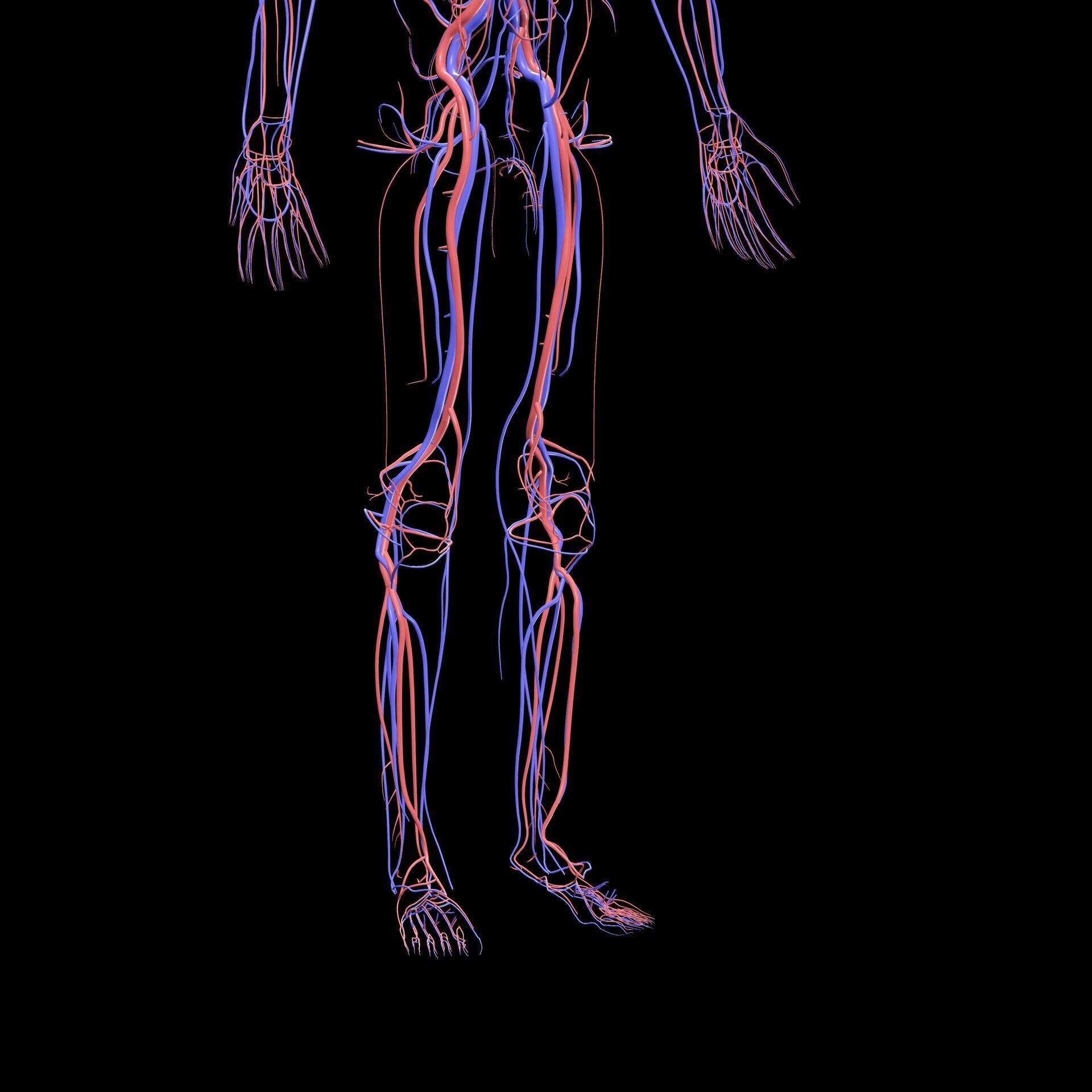 Vertebral Vein Bezier Curve NERVOUS SYSTEM ANATOMY 3D print model_8