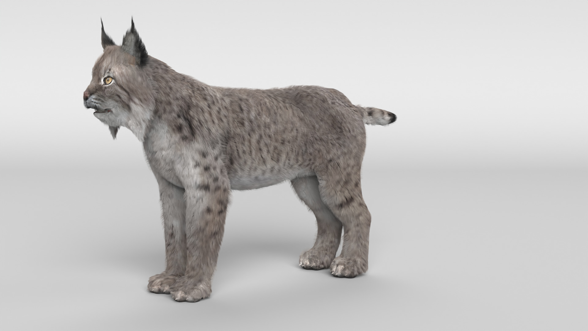 Lynx Cat 3D model_6