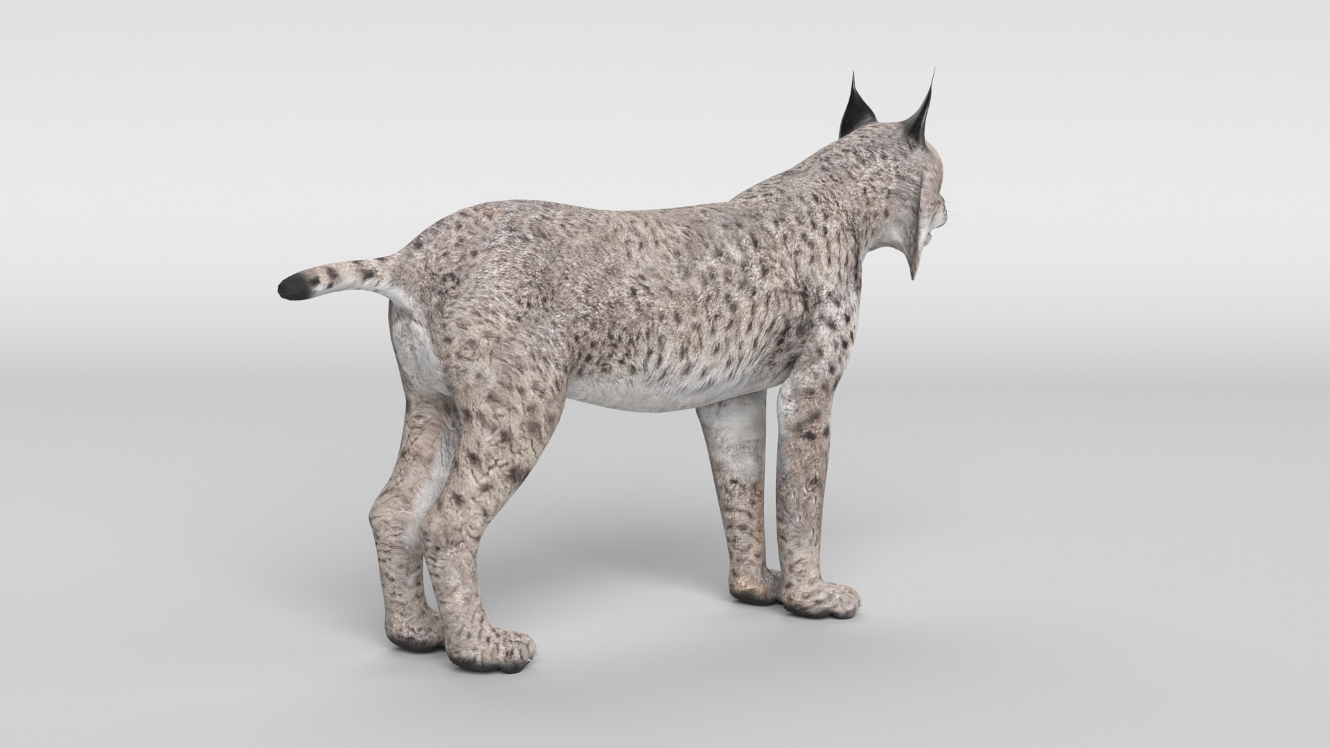 Lynx Cat 3D model_10