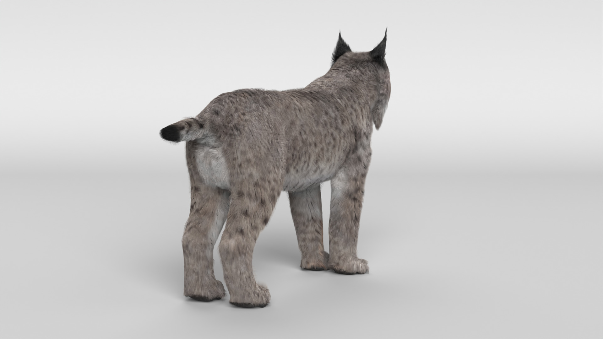 Lynx Cat 3D model_4