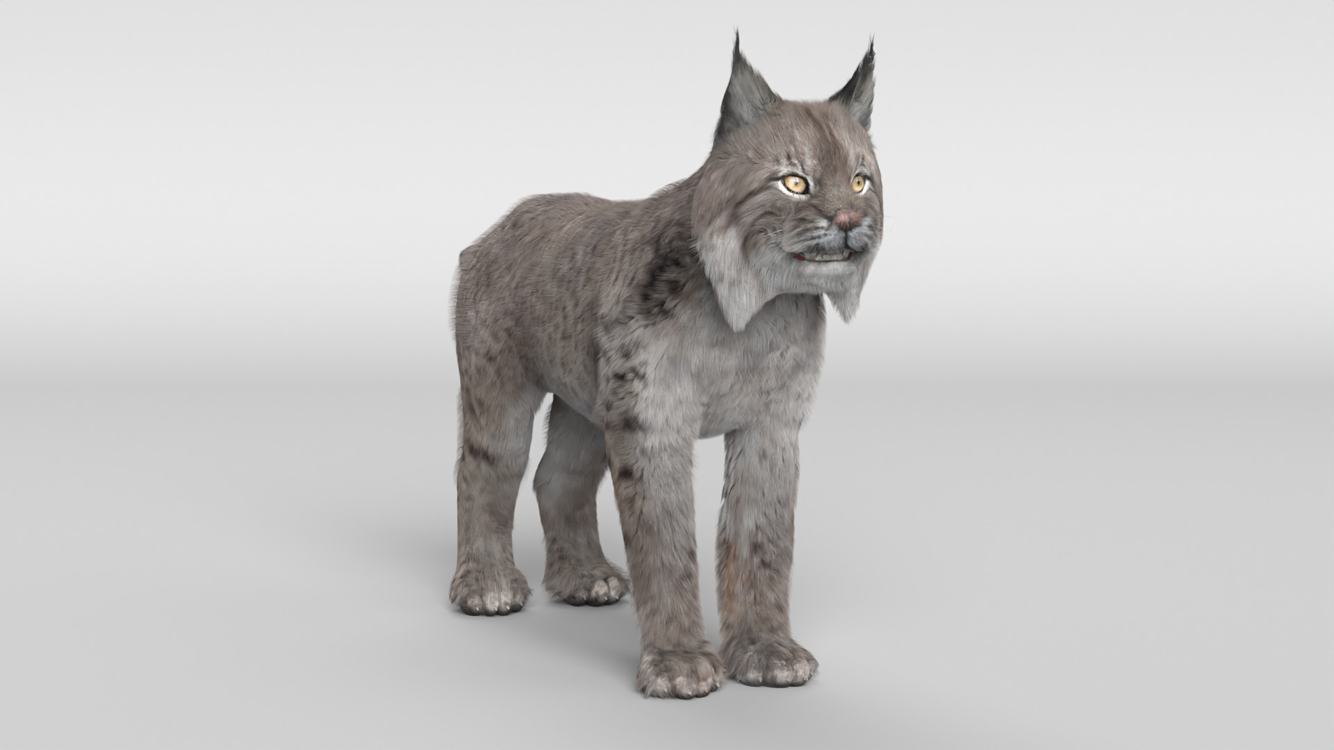 Lynx Cat 3D model_8