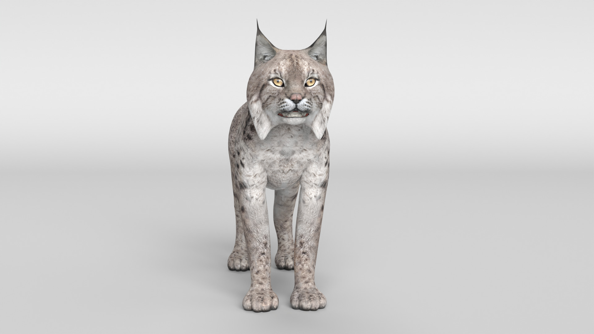 Lynx Cat 3D model_14