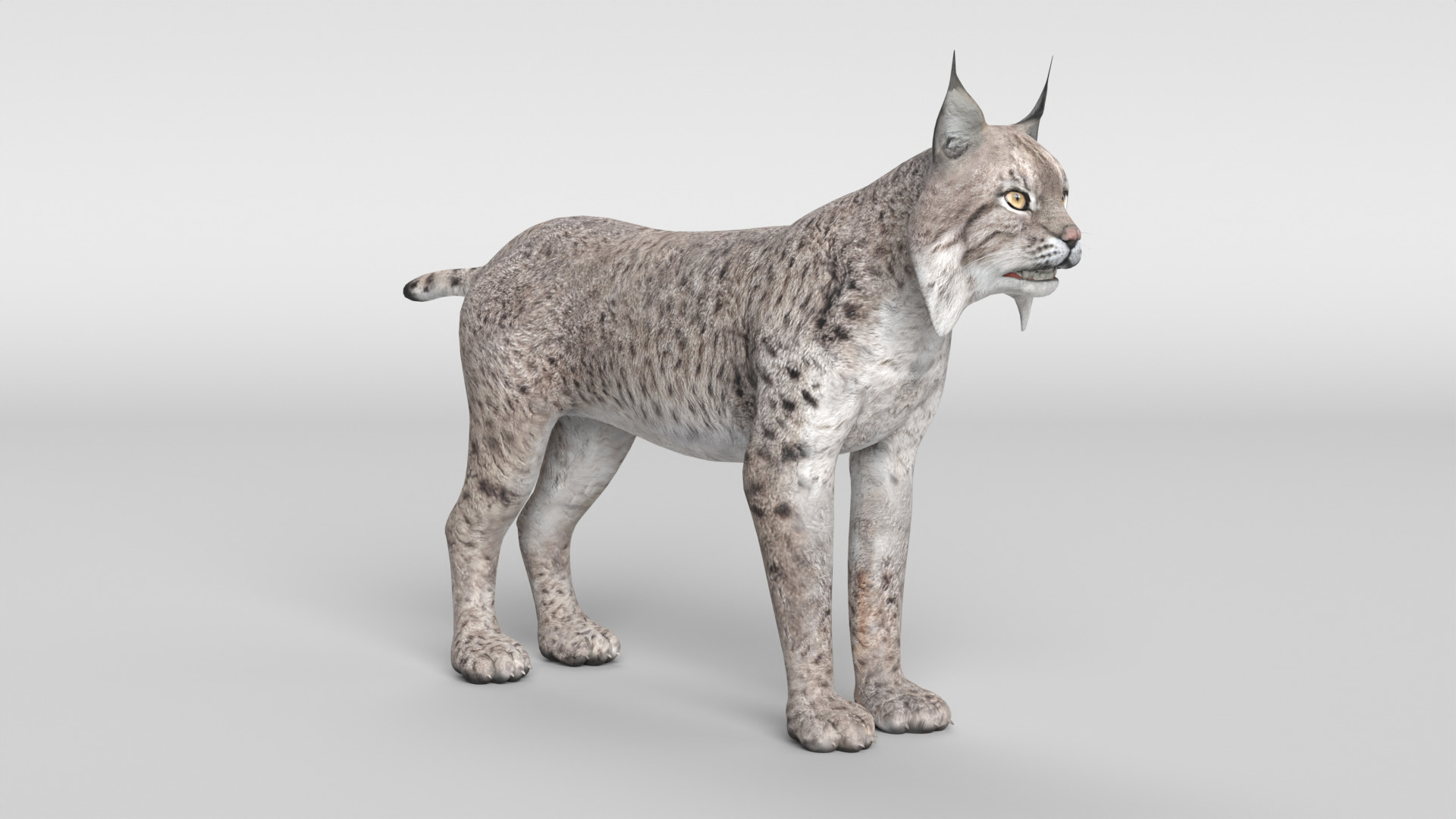 Lynx Cat 3D model_2