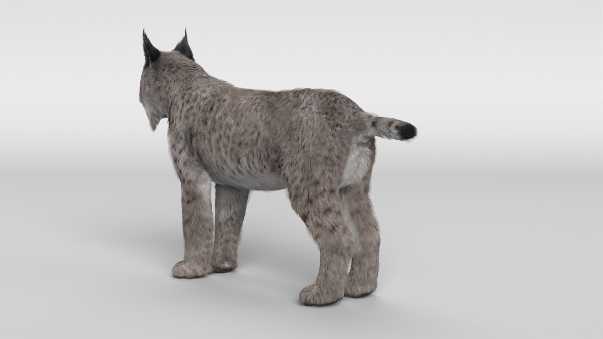 Lynx Cat 3D model_5