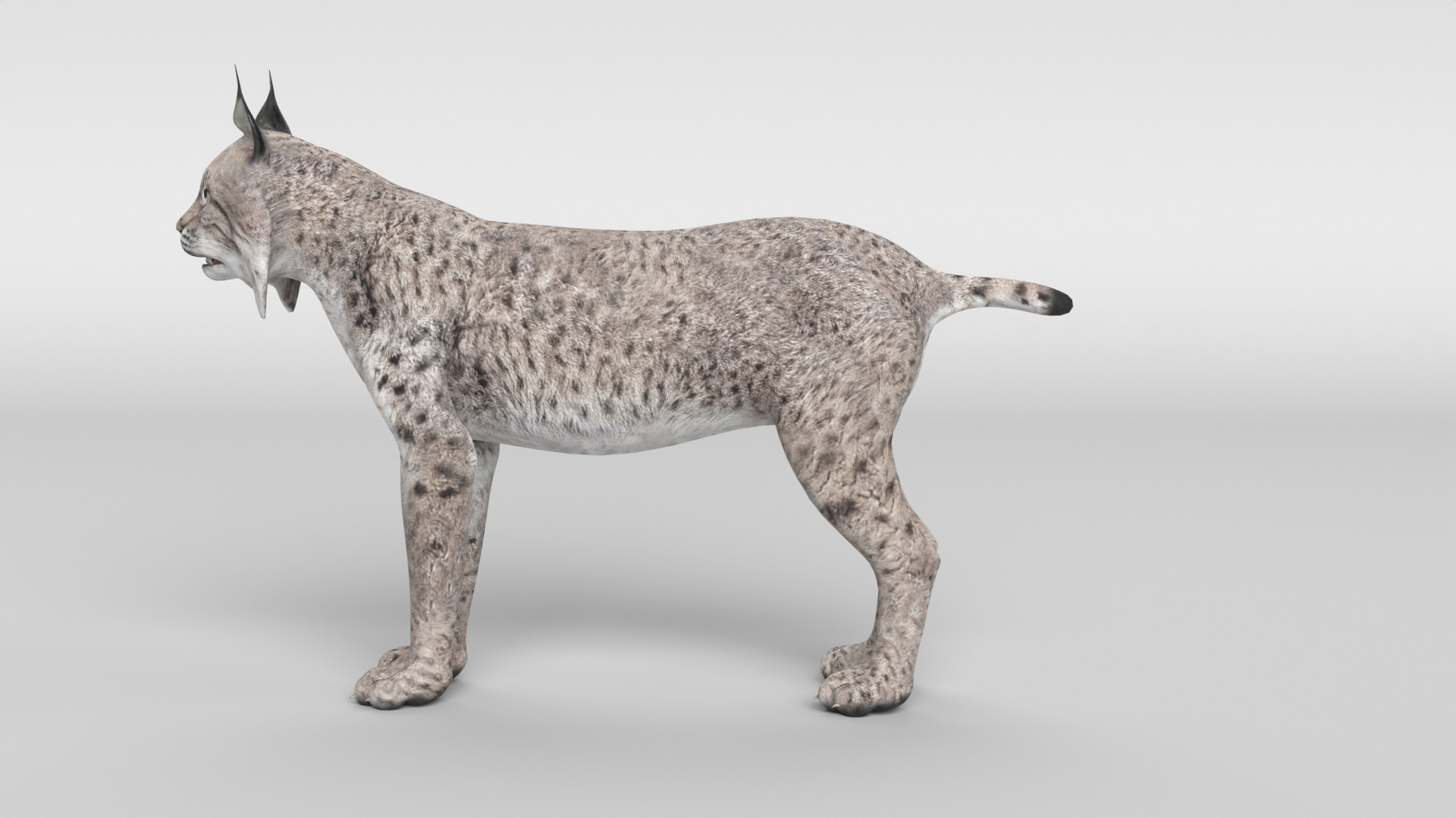 Lynx Cat 3D model_12